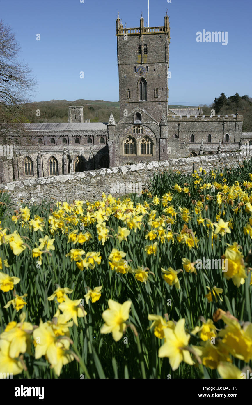 Stadt von Str. Davids, Wales. Narzissen mit die Südansicht des 12. Jahrhundert Str. Davids Kathedrale im Hintergrund. Stockfoto