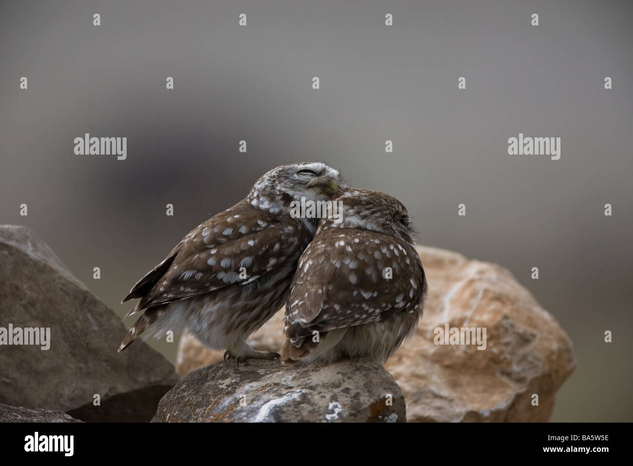 Kleine Eulen Athene Noctua auf Felsen putzen einander gelegen Stockfoto