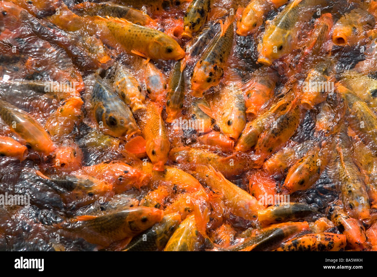 Ornamentale Koi Fische in einem Teich an der kaiserlichen Zitadelle von Hue, Vietnam Stockfoto