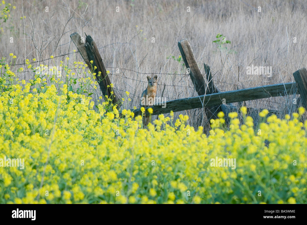 Insel-Fuchs (Urocyon Littoralis) und Senf Blumen, Santa Cruz Island, Channel Islands Nationalpark, Kalifornien stark gefährdet Stockfoto