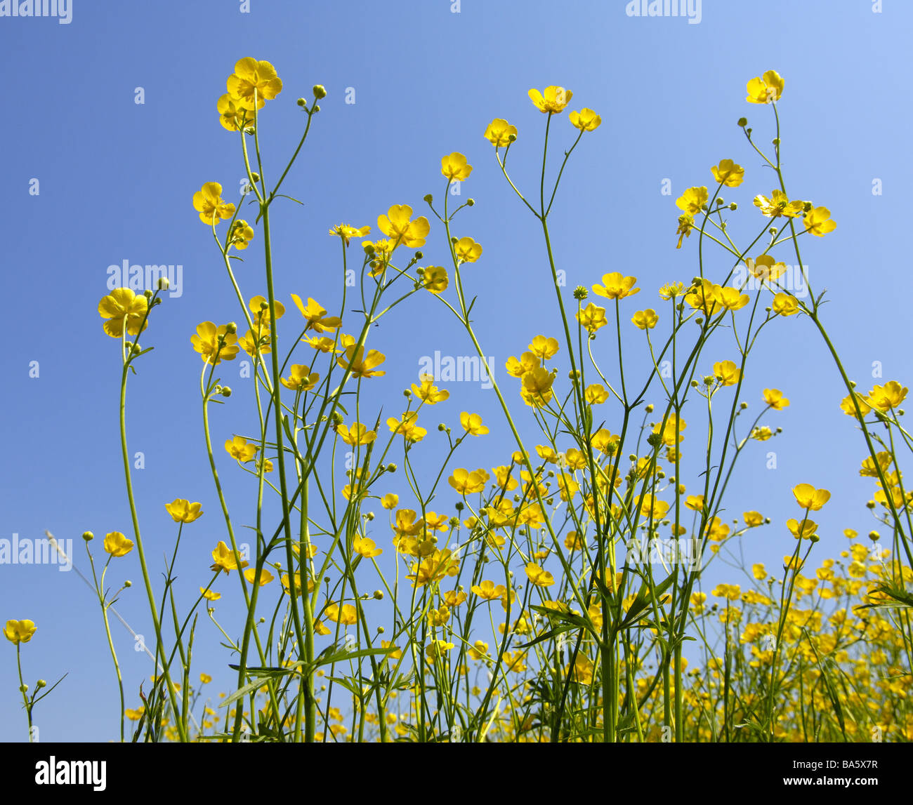 Blumenwiese scharfe Hahn-Fuß Ranunculus Acris von unten Wiese Pflanzen