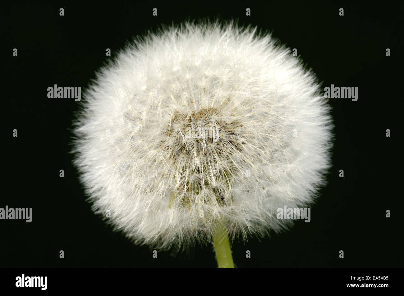 Löwenzahn Taraxacum Officinale Widerrist Atem-Blume Blume Atem-Blume Blüte-Leiter Obststand Flug-Samen Pflanzensamen Stockfoto