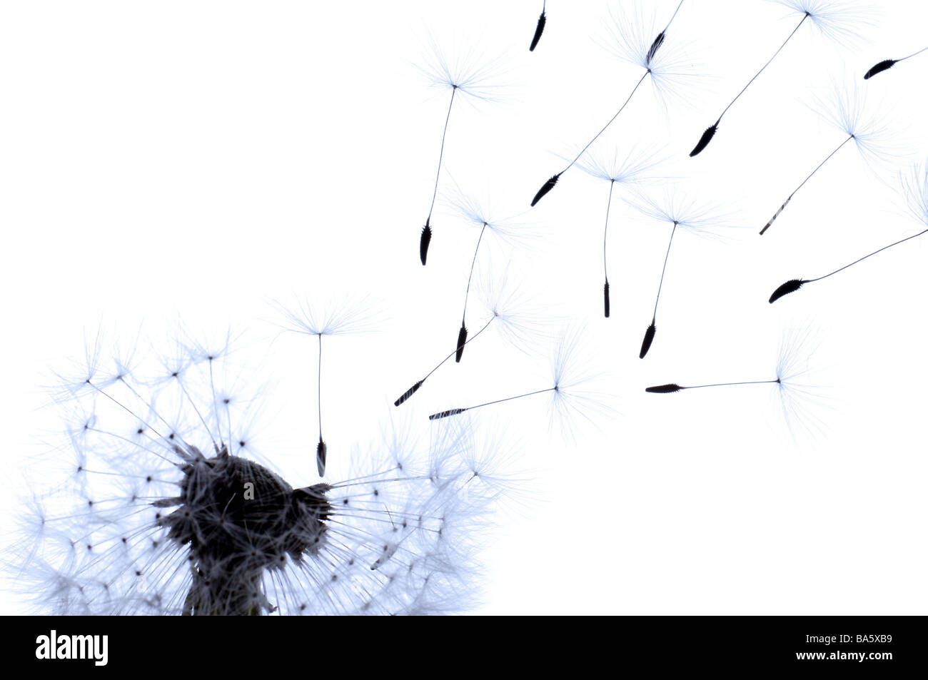 Löwenzahn Taraxacum Officinale Widerrist Atem-Blumensamen, den, die Bildkontrast fliegt, Pflanze Blume Atem-Blume Blüte-Leiter Obststand Stockfoto