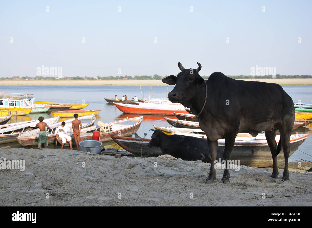 Heiligen Brahmanen Kuh durch den Ganges in Varanasi, Indien Stockfoto