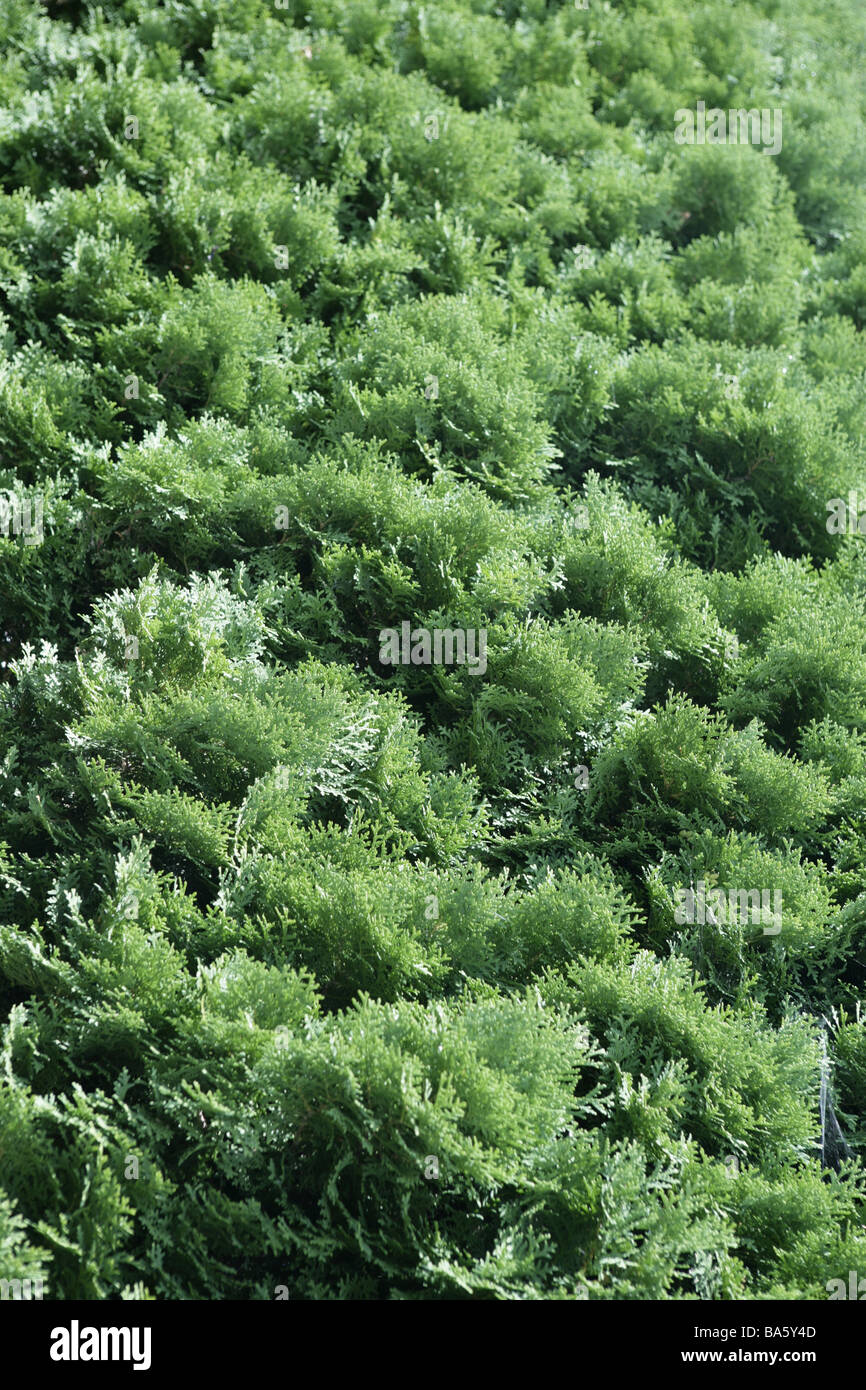Lebensbaum Thuja spec Detail ste Hecken Thujahecke Tujenhecke Pflanzen  Strauch Heckenpflanze Zypresse-Pflanze Nadelwlder Stockfotografie - Alamy