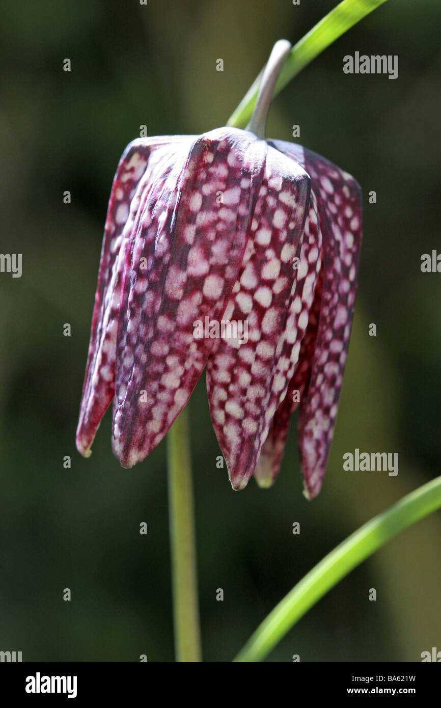 Schachbrett-Blüte Fritillaria Meleagris blühen Natur Pflanze Schach-Blume  Lilie-Pflanzen Blüten Blütenhüllblätter Stockfotografie - Alamy