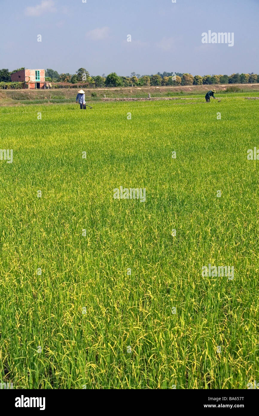 Reisfelder in der Nähe von Tay Ninh Vietnam Stockfoto
