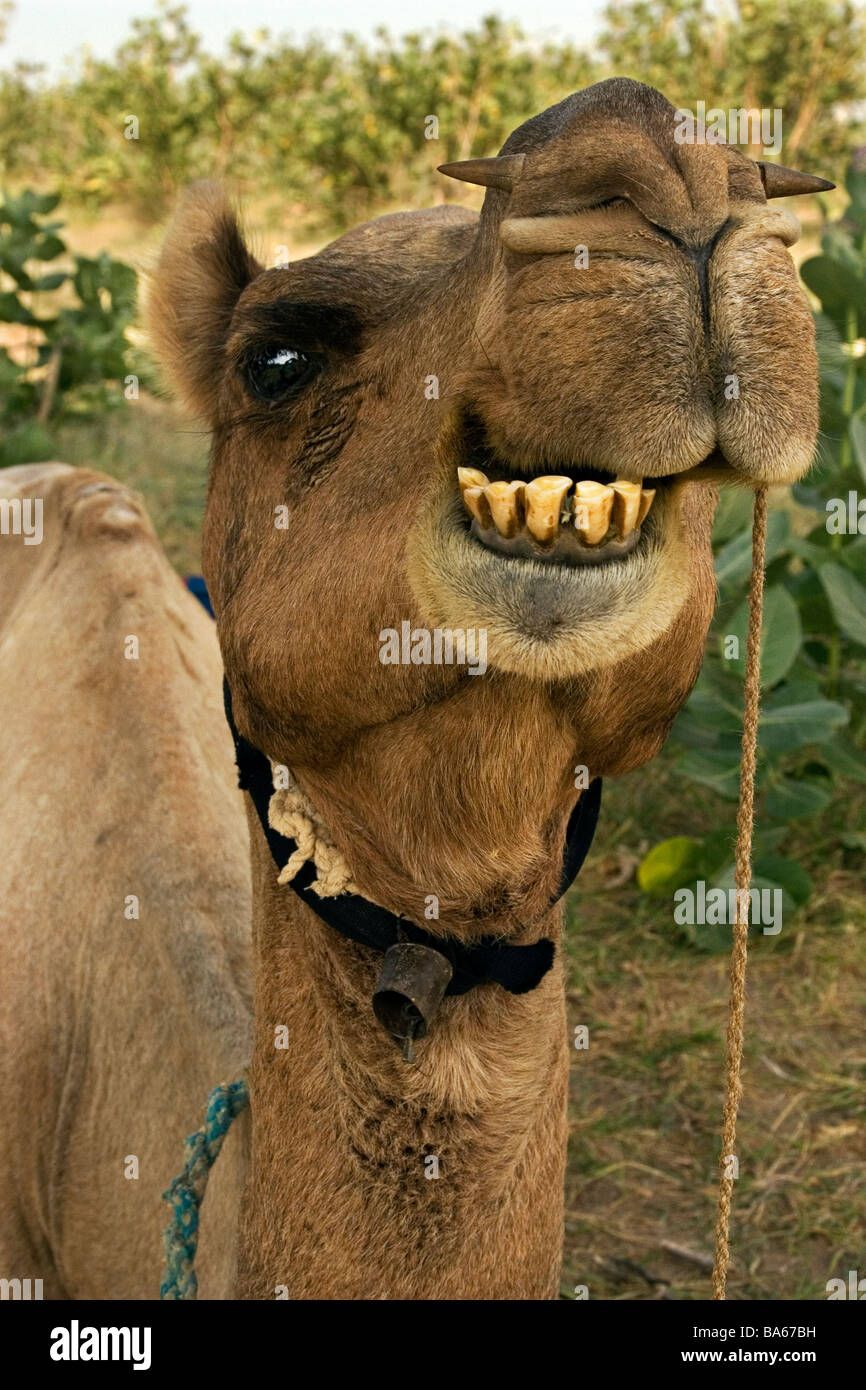 Kamel zeigt Zähne während in sitzender Position, Thar-Wüste, Staat Rajasthan, Indien Stockfoto