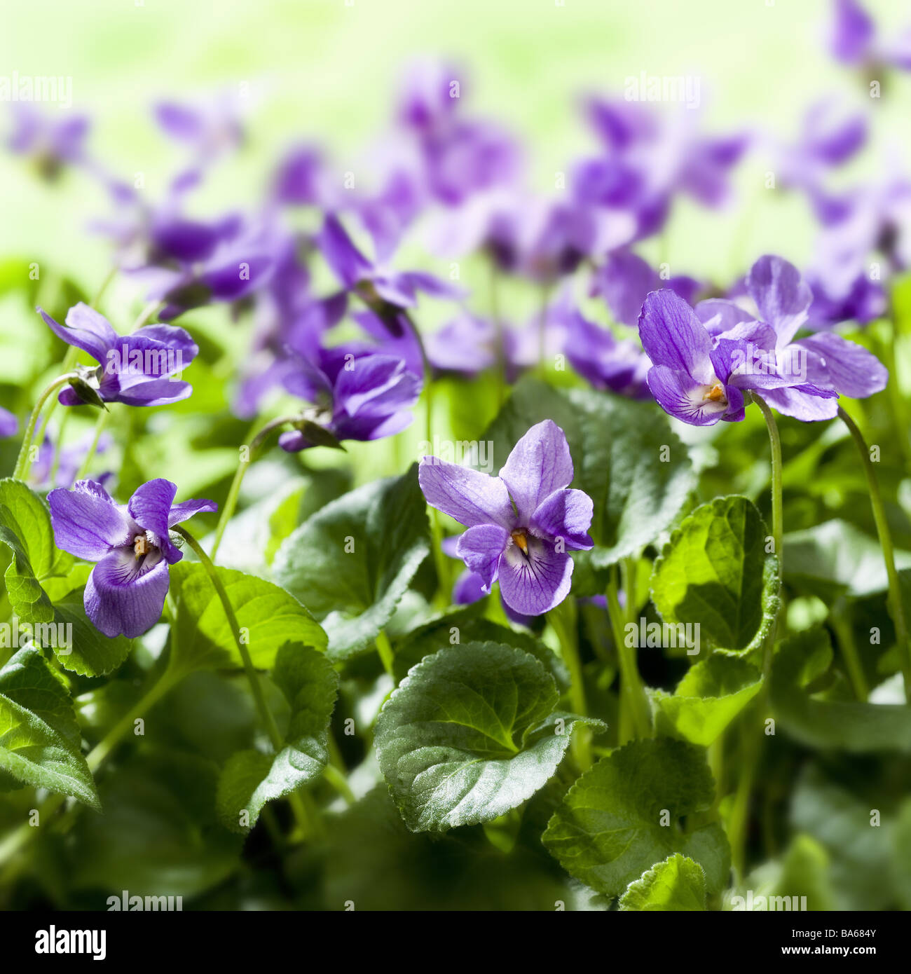 4 Servietten ~ Bellina cream Streublümchen Blumen lila violett Blüten Veilchen