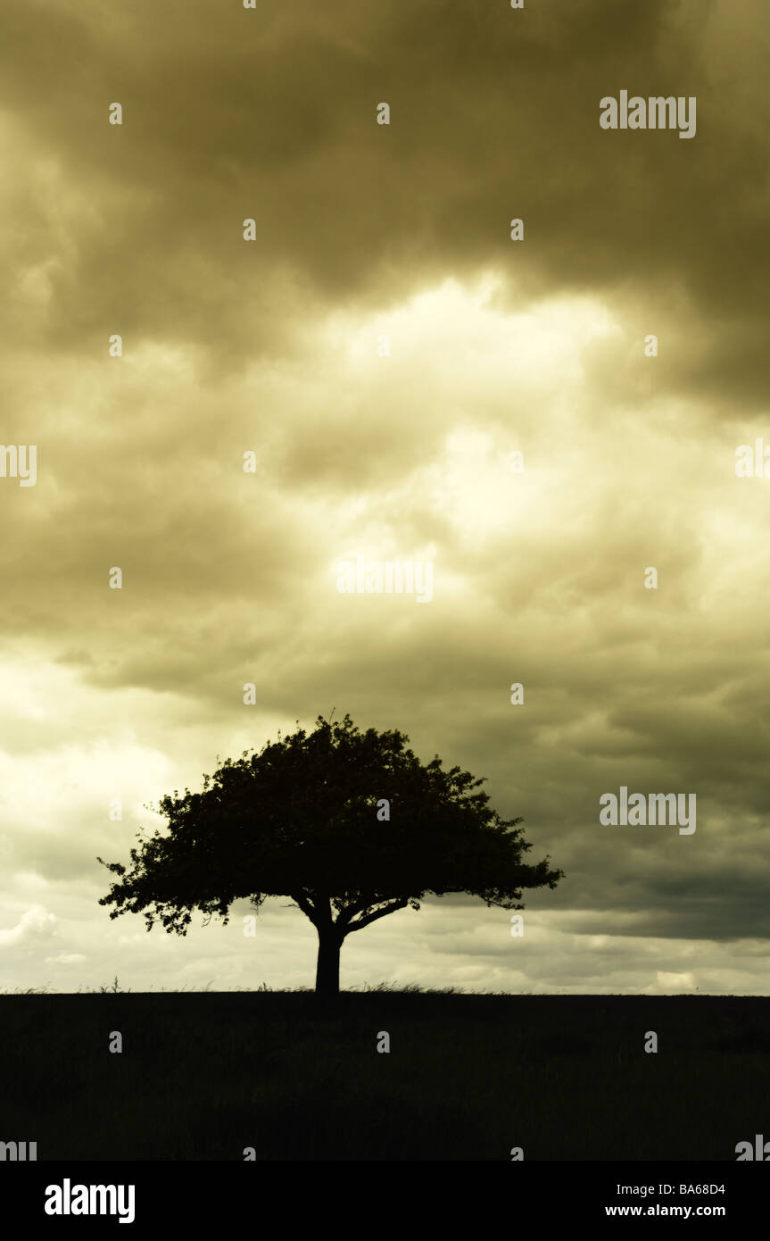Feld-Landschaft Silhouette Apfel Baum Wolke-Stimmung Twilight Wiese Baum Laub-Baum Frucht Baum Solitär-Baum Wolke-Himmel Stockfoto
