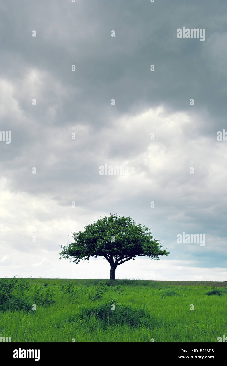 Feld-Landschaft Apfel Baum Wolke-Stimmung Wiese Baum Solitär-Baum Laub-Baum Frucht Baum Wolke Himmel Sommer symbol Stille Stockfoto