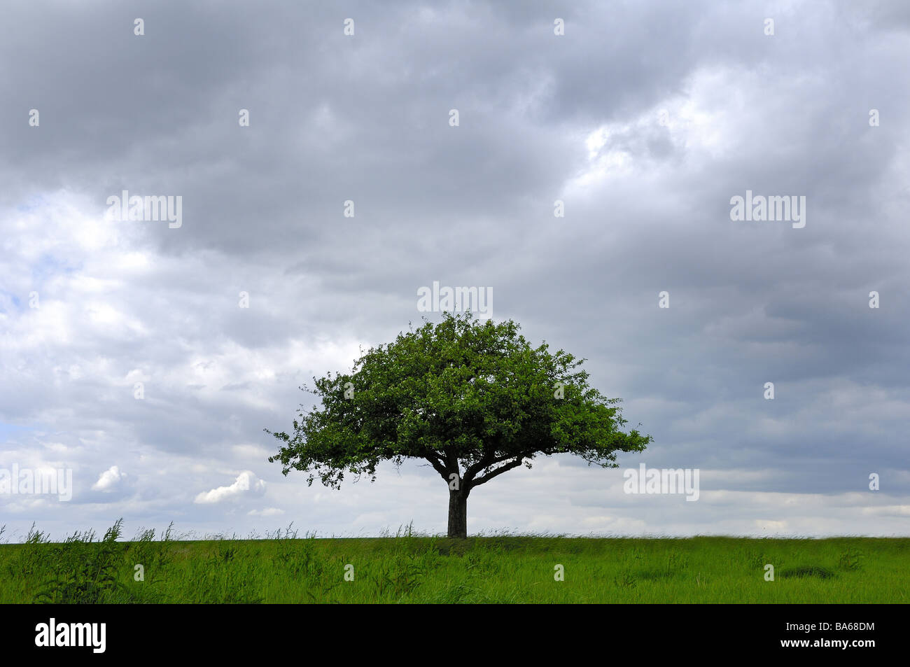 Feld-Landschaft Apfel Baum Wolke-Stimmung Wiese Baum Solitär-Baum Laub-Baum Frucht Baum Wolke Himmel Sommer symbol Stille Stockfoto
