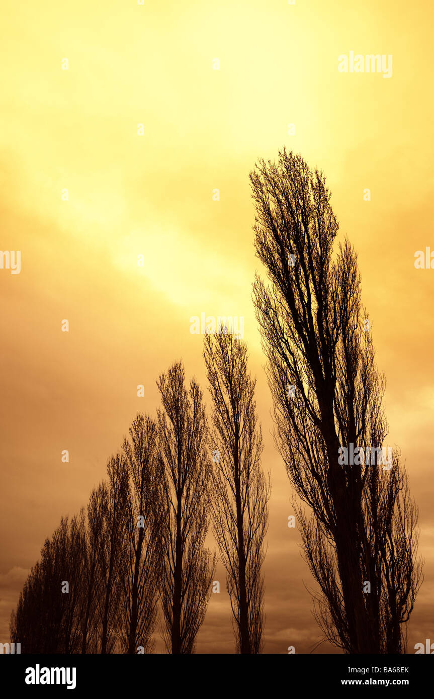 Silhouette Baumreihe Pappeln Populus spec Detail Herbst Abenddämmerung Bäume Laub-Alleebäume Alleebäume Pappel-Allee Baumkronen Stockfoto