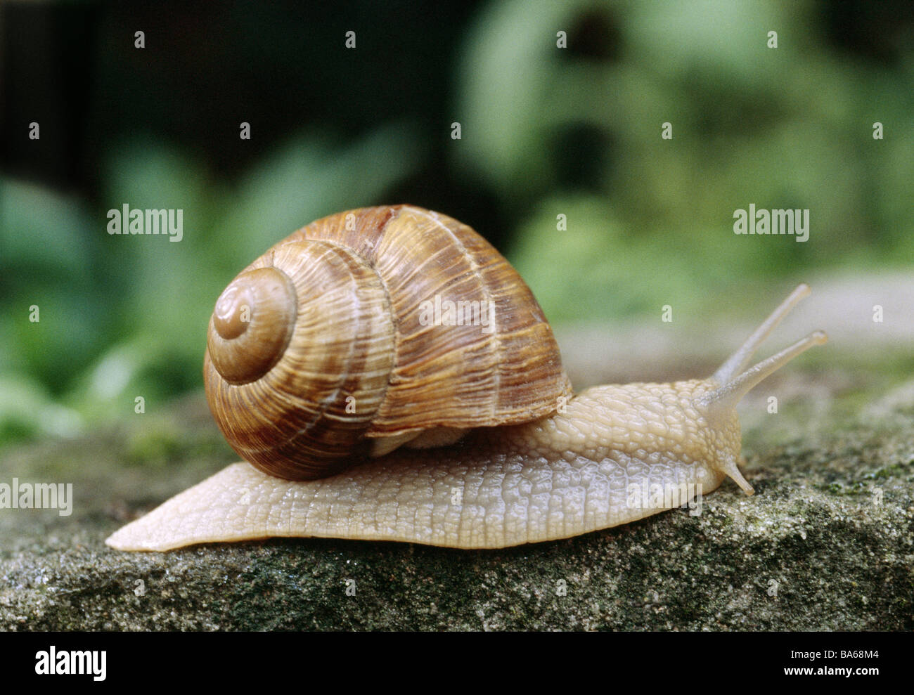 Schnecke Helix Pomatia Tier Fauna Weichtier Bauchfüßer Schnecken Gastropoda  Peel-Weichtieren Inner-Schnecken echte Lunge-Schnecke Stockfotografie -  Alamy
