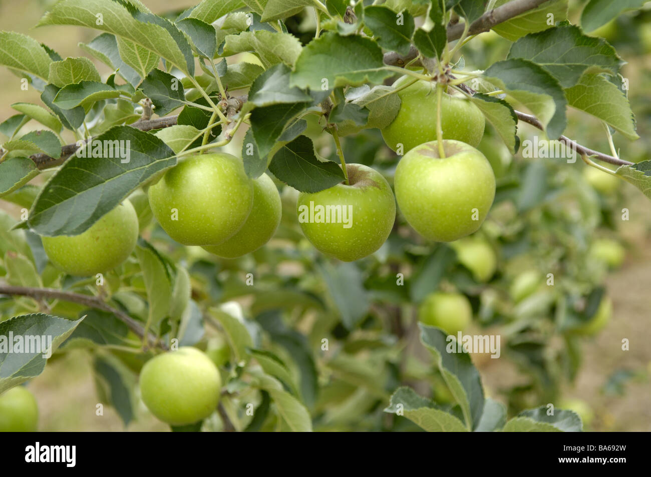 Apple Tree Branch Detail Äpfel "golden Delicious" Baum Früchte Baum Früchte Kernel-Obst Frucht, die Malus spec Früchte reifen Stockfoto