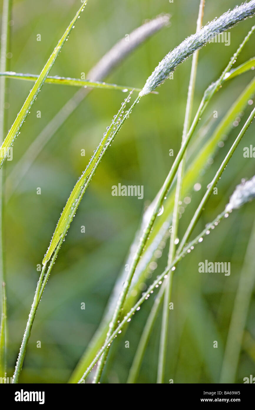 Grass Tautropfen Detail Serie Botanik Vegetation Naturrasen Rasen-Stiele Blätter der Pflanze Blätter nass Wasser Wassertropfen Tautropfen Stockfoto