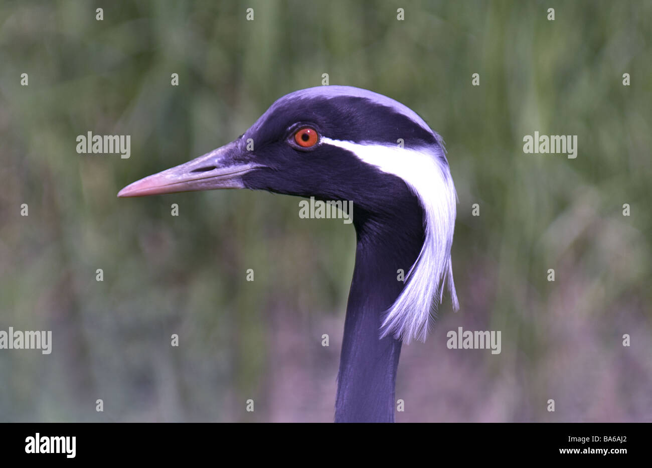 Kraniche des orientalischen reiches Fotos und Bildmaterial in hoher