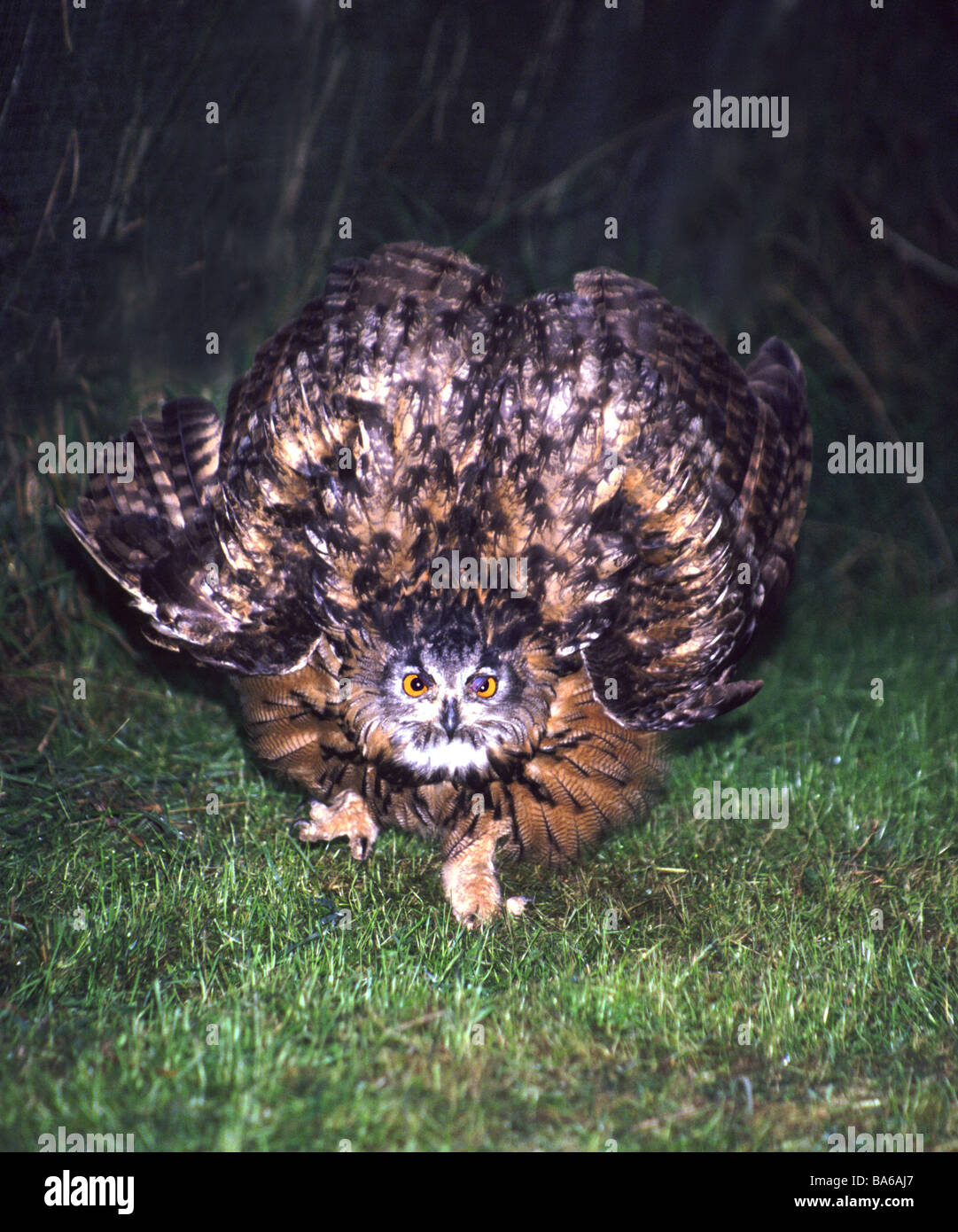 Adler Owl.Injured Vogel droht einen Hund. Eule in die freie Wildbahn rehabilitiert werden. Stockfoto