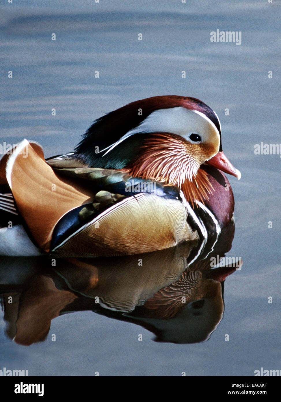 Mandarinente (Aix Galriculata). Männliche in voll zur Zucht Farben angezeigt wird, während auf dem Boden sitzend. Mandarinente. Männliche in voller Farbe auf dem Wasser. Stockfoto