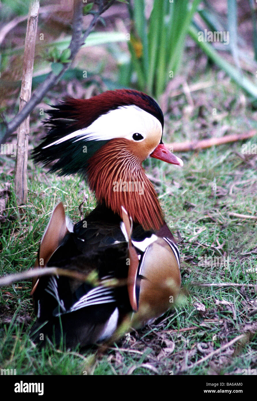 Mandarinente (Aix Galriculata). Männliche in voll zur Zucht Farben angezeigt wird, während auf dem Boden sitzend. Stockfoto