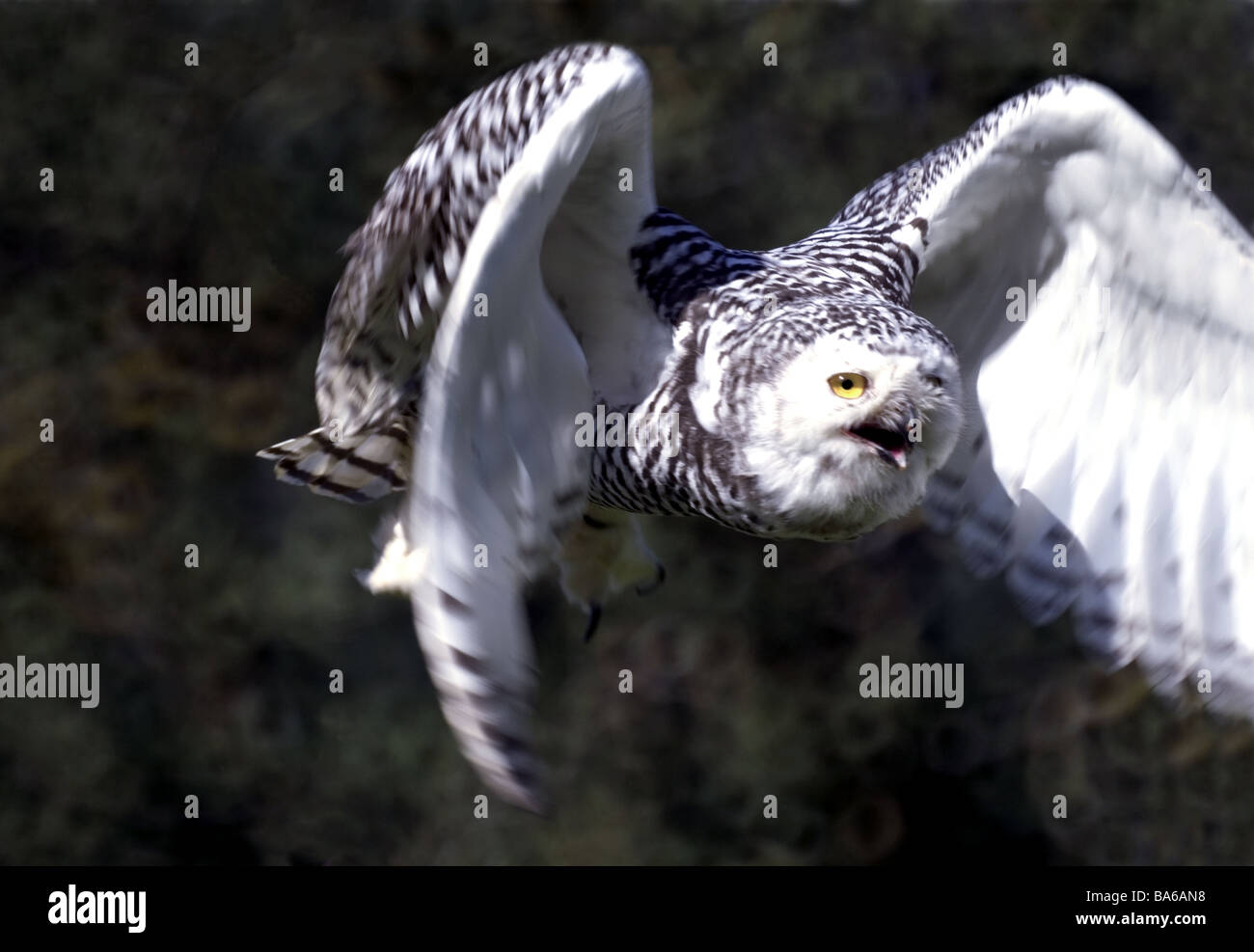 Verschneiten Owl.Female im Flug in Richtung Kamera. Stockfoto