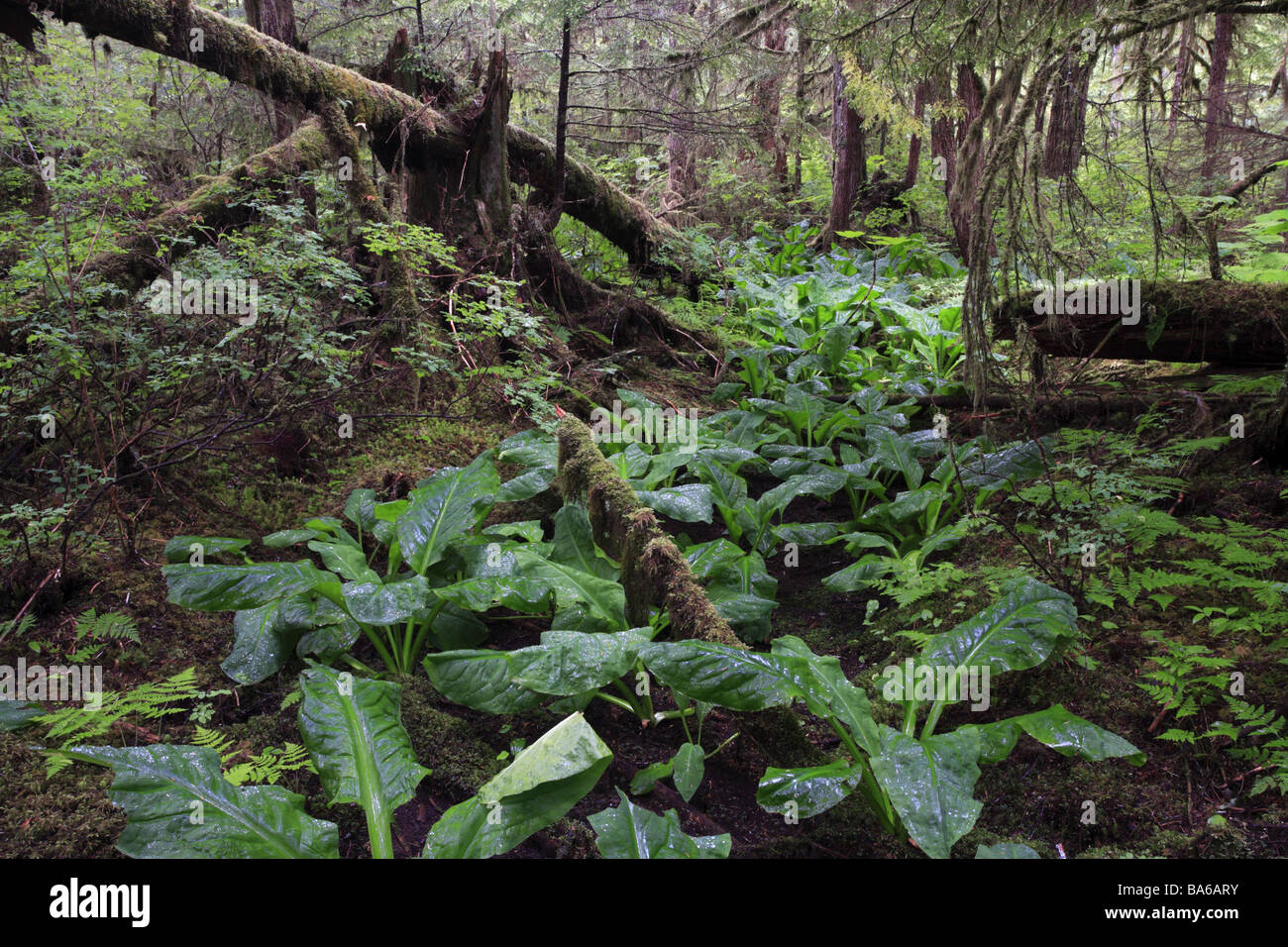 USA Alaska Alexander-Archipel Mitkof Island Wald Bäume Flechten Moose Pflanzen-Farbstimmung green North America Stockfoto