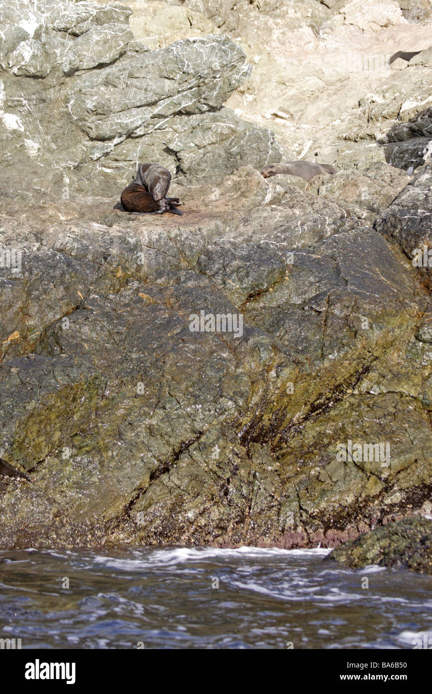 Guadalupe-Seebär auf einem Felsen Stockfoto