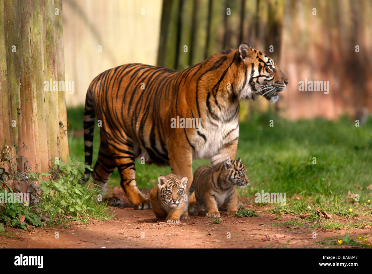 Tigerbabys in Paignton Zoo Stockfoto