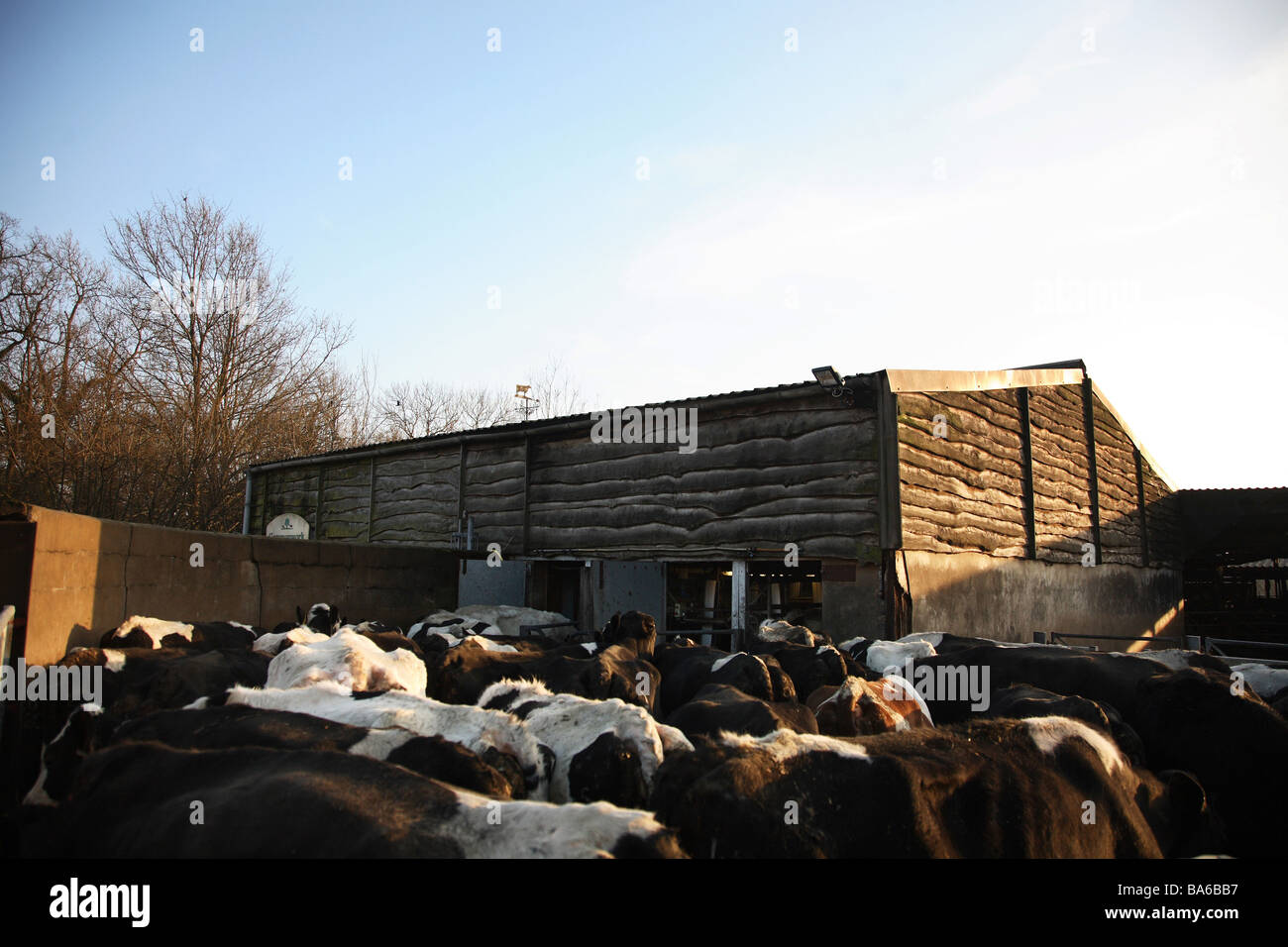 Bio-Milch-Molkerei in Kent, England Stockfoto