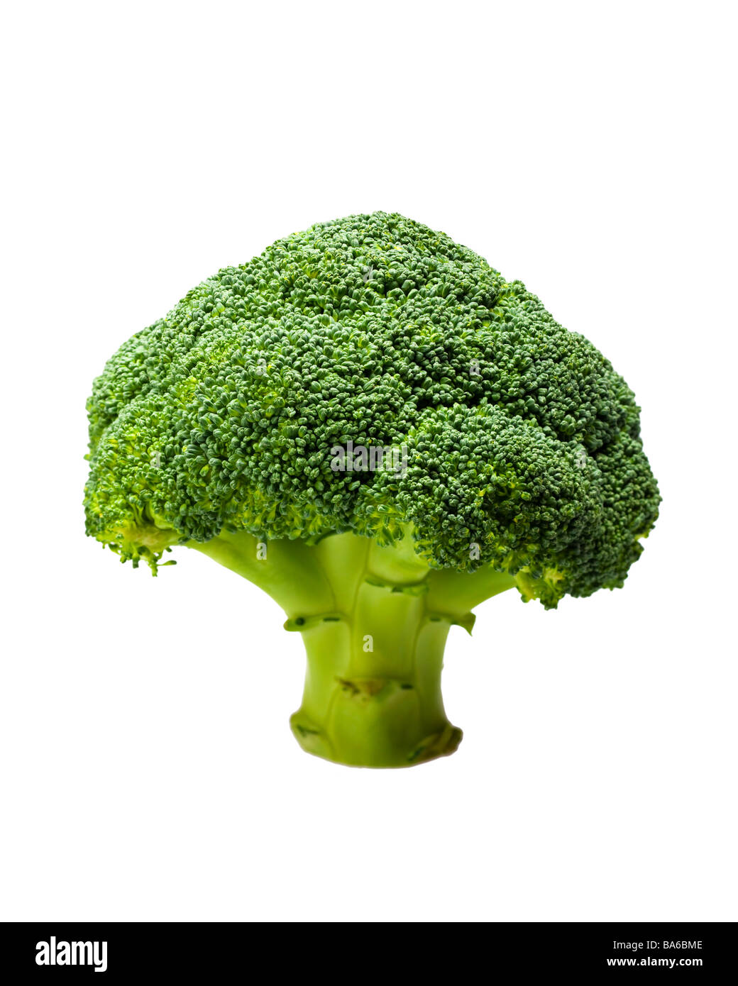 Nahaufnahme der isolierten Brokkoli auf weiß Stockfoto