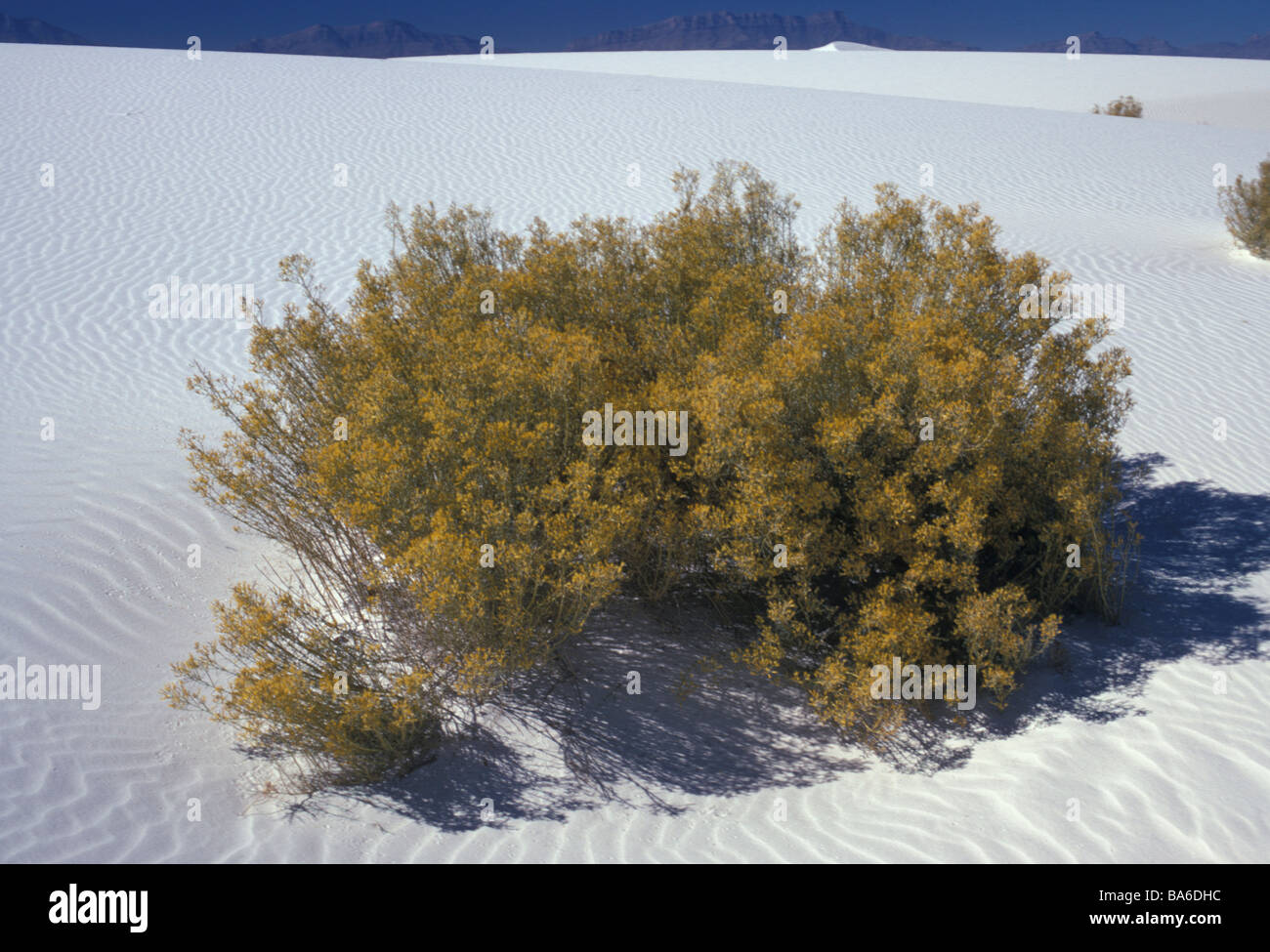 Kautschuk Rabbitbrush in White Sands National Monument Stockfoto