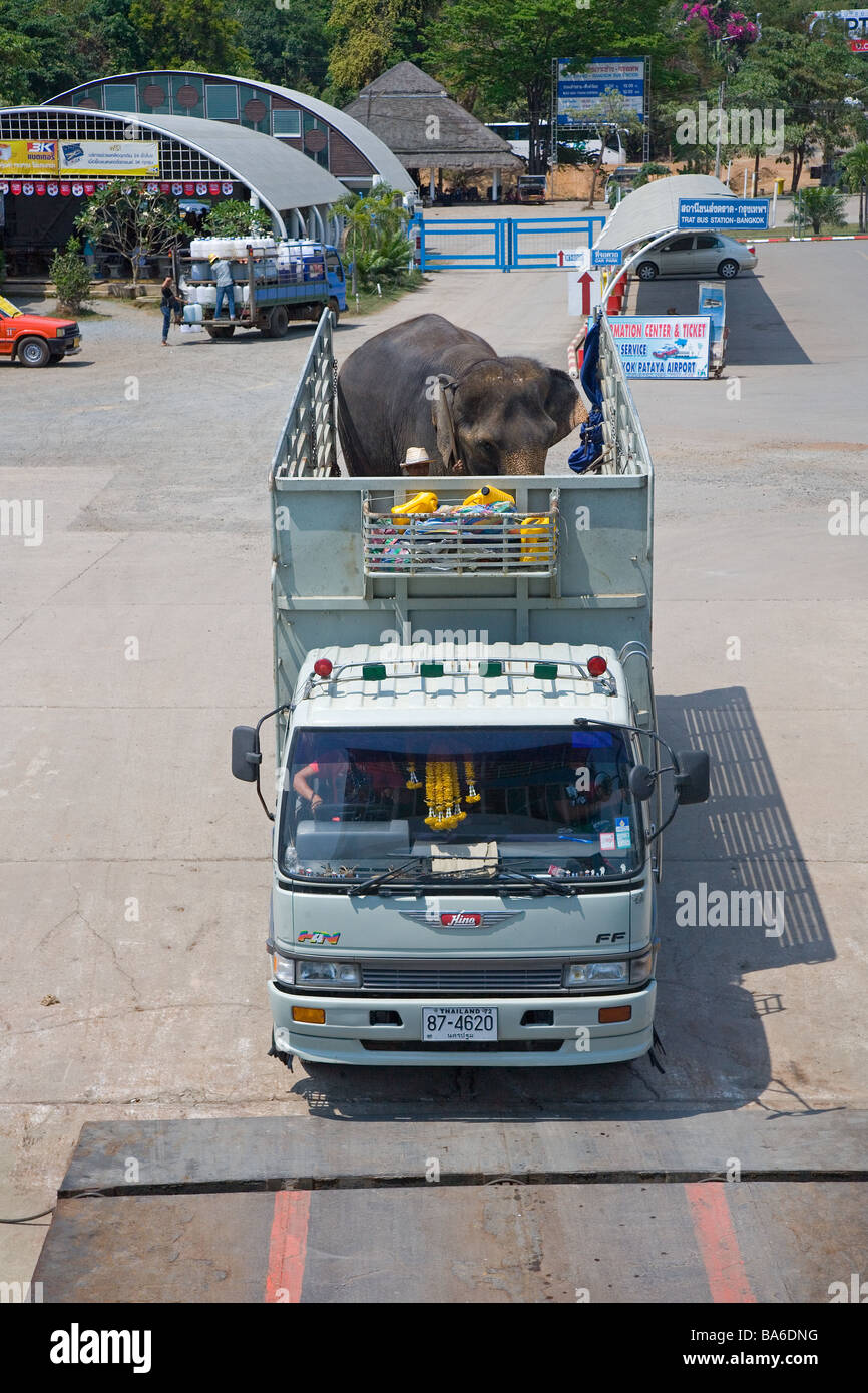 Der indische Elefant wird in einem offenen Lastwagen nach Kohlchang Island Thailand gebracht Stockfoto
