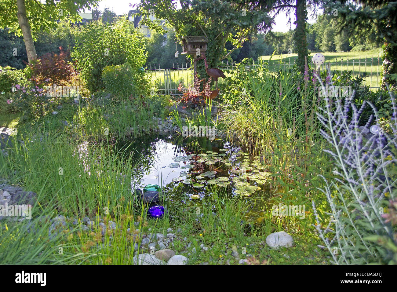 Gartenteich Vegetation Sommer Parken Park Garten Teich Biotop