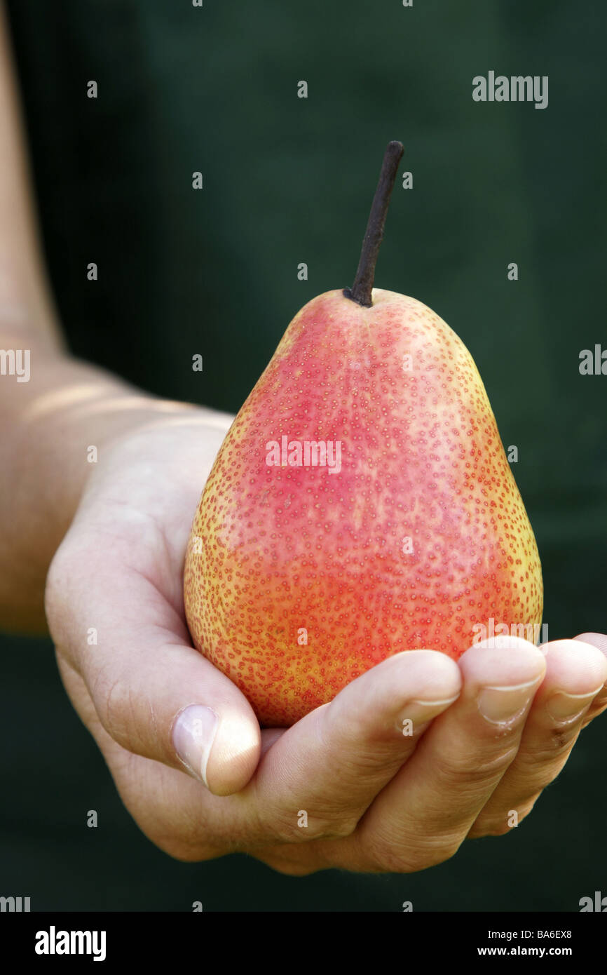 Garten Frau Garten-Schürze Detail Hand Birnen Art "Forelle" geerntet gepflückten präsentiert mit Stolz Herbst Landwirtschaft Gartenbau Stockfoto