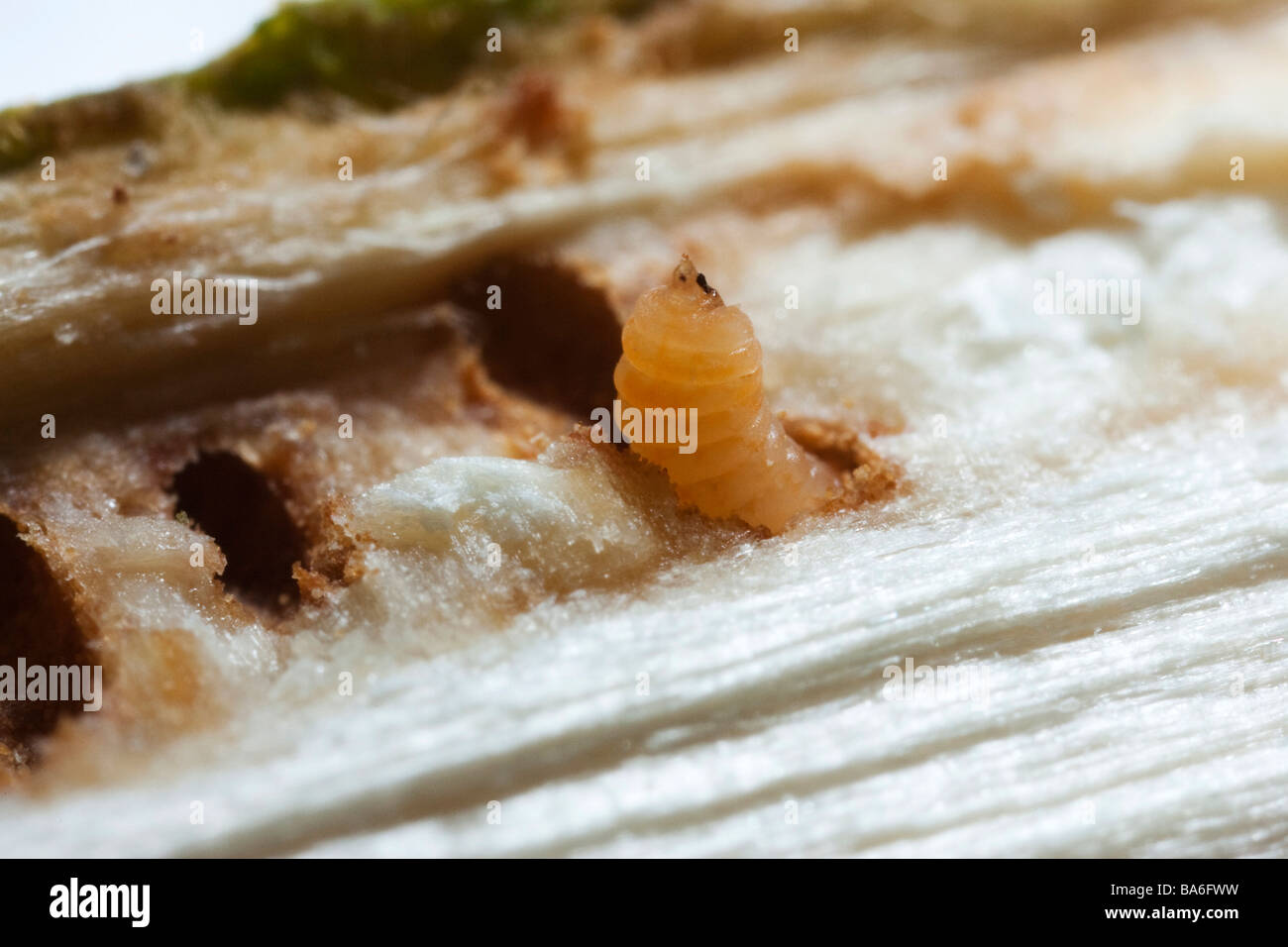 Woodworm grub Stockfoto