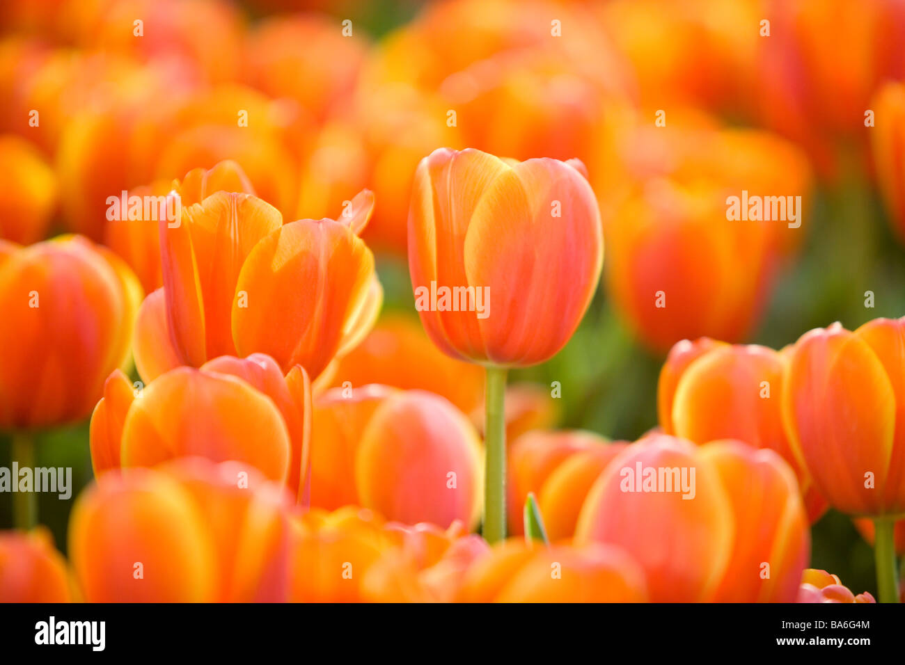 Tulpen Nahaufnahme Fokus auf Vordergrund Stockfoto