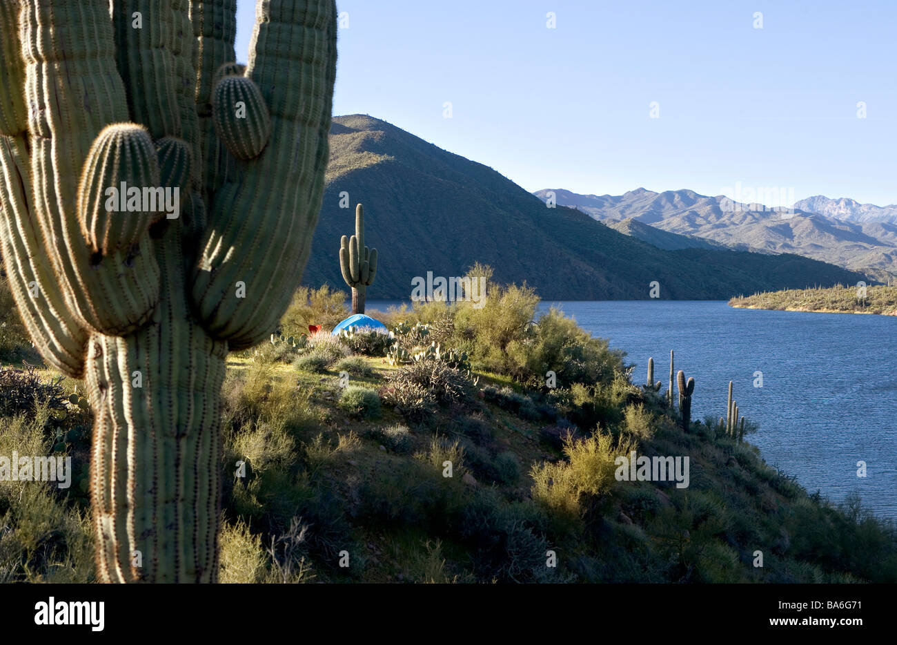 ein einsamer Zelt inmitten von Kakteen und mit Blick auf Apache Lake Arizona Stockfoto