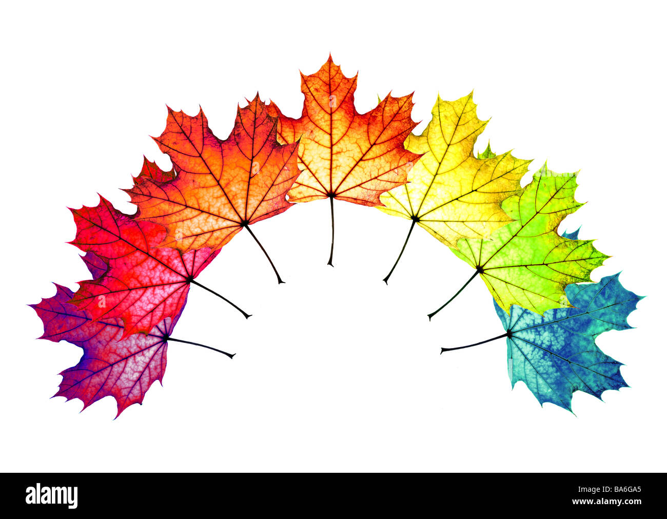 Herbstlaub-Ahornblätter farbig Aufgefächert Bogen [M] Blätter Ahorn Laub gefallen bunt Farbe-Pracht herbstlichen Farben Stockfoto