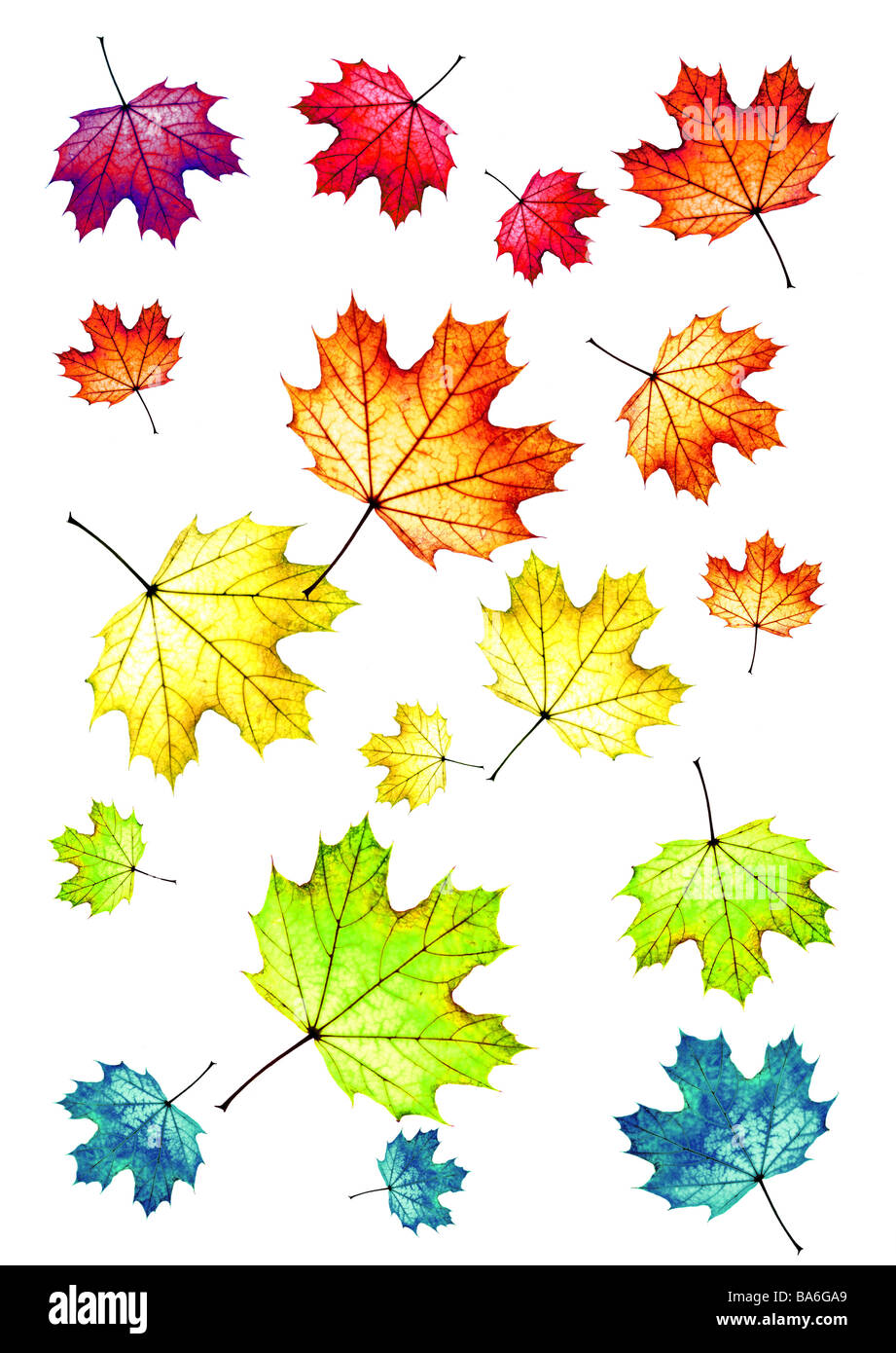 Herbstlaub-Ahornblätter farbig Streuungen [M] Blätter Ahorn Laub gefallen erweiterte große kleine Größenunterschied bunt Stockfoto
