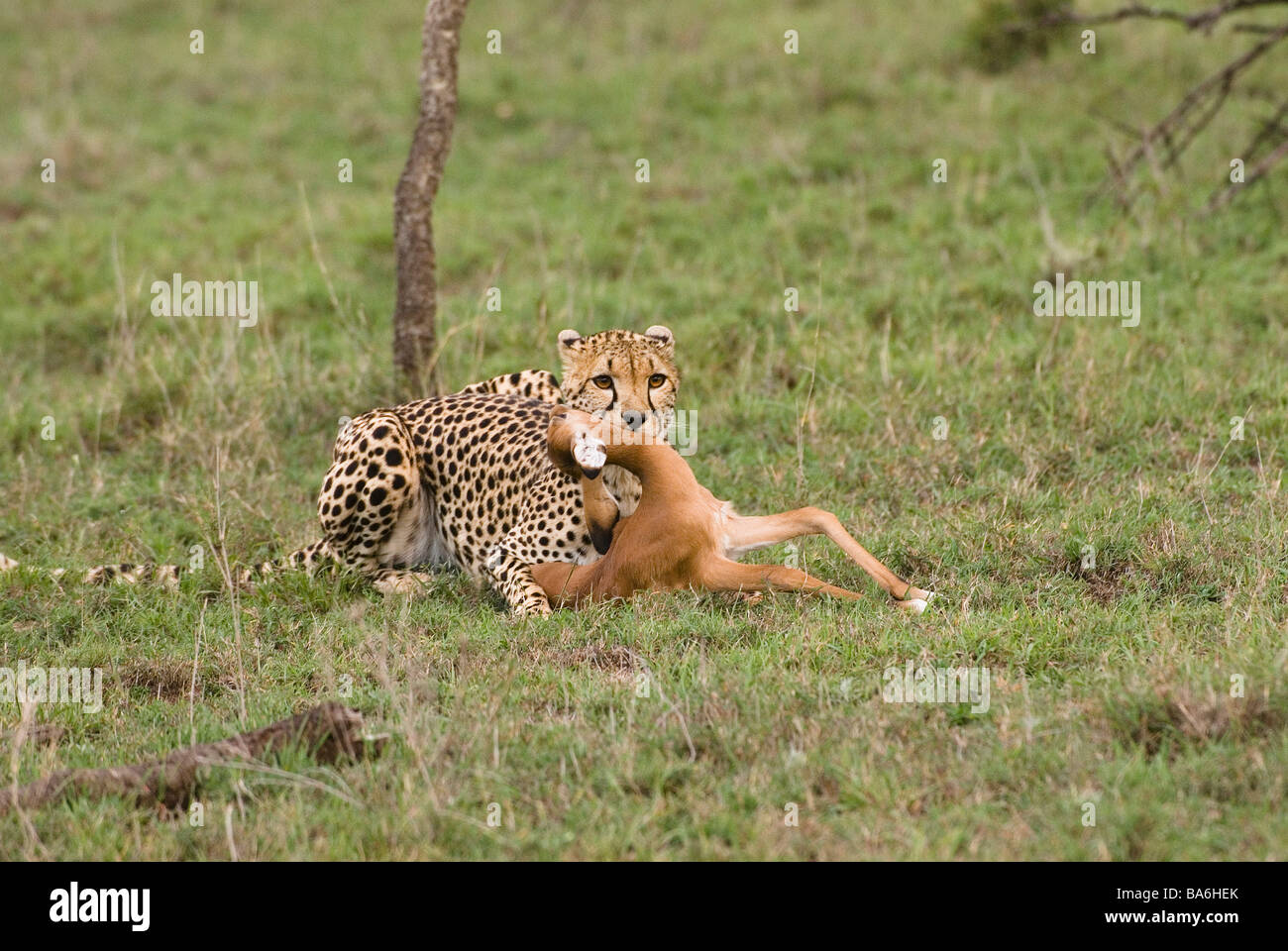 Gepard mit getöteten Antilope / Acinonyx Jubatus Stockfoto