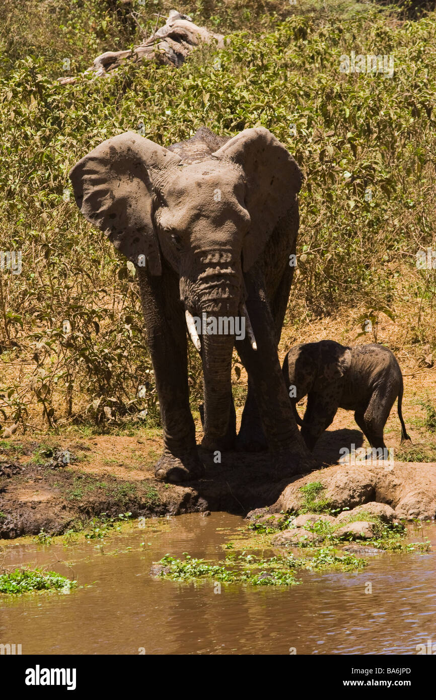 Mutter und Baby-Elefanten Stockfoto