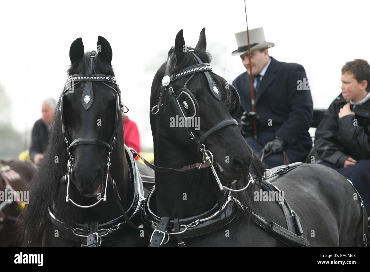 Herrlichen schwarzen Hengsten ziehen einen Wagen mit Fahrer in Tracht bei der London Kabelbaum Pferdeparade Stockfoto