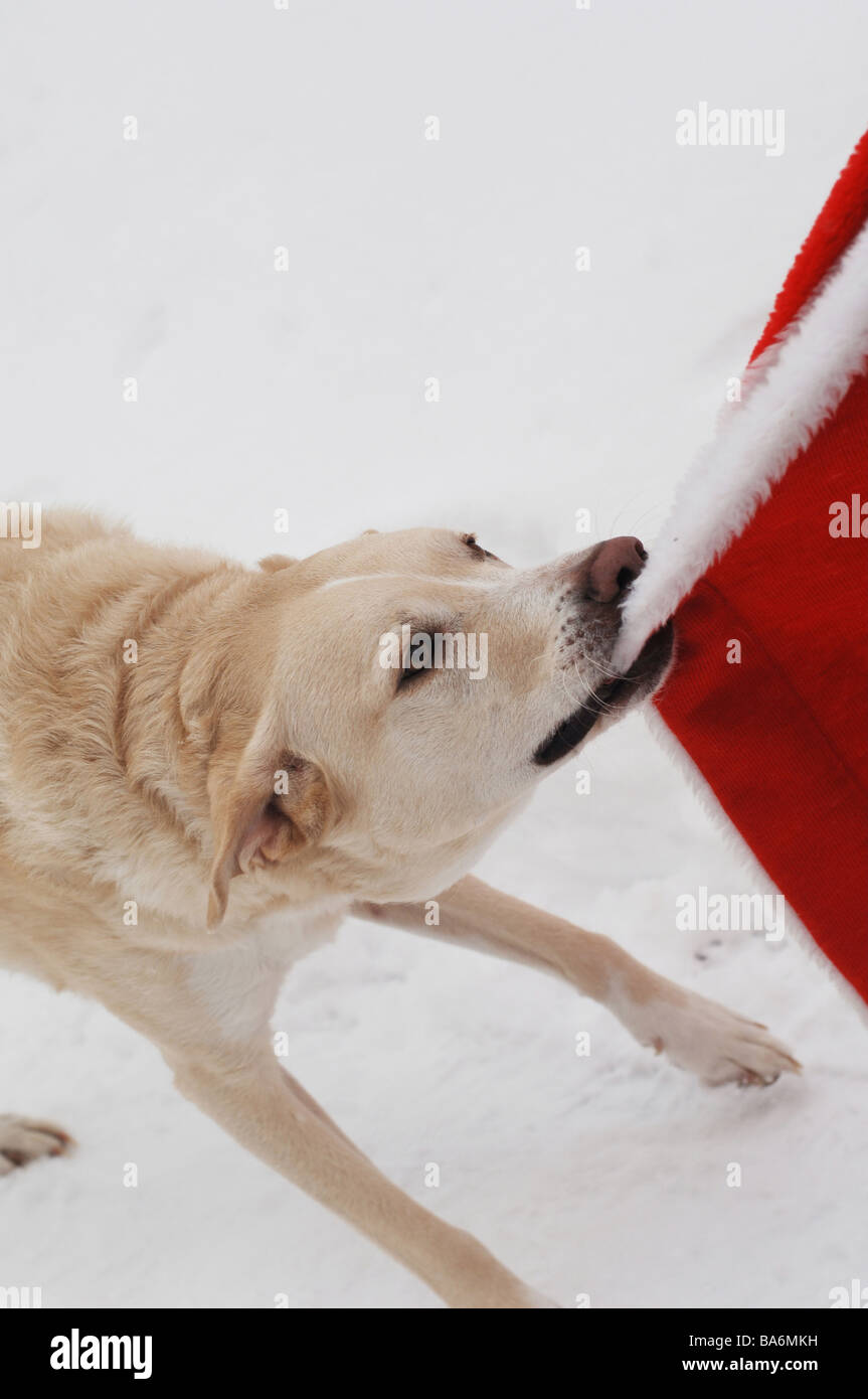 Nikolaus-Hundemantel zieht Bisse Detail luft drauen Schnee Weihnachten  Zeit Nikolaus Weihnachtsmann Mantel Furcht flieht Tier Haustier  Stockfotografie - Alamy