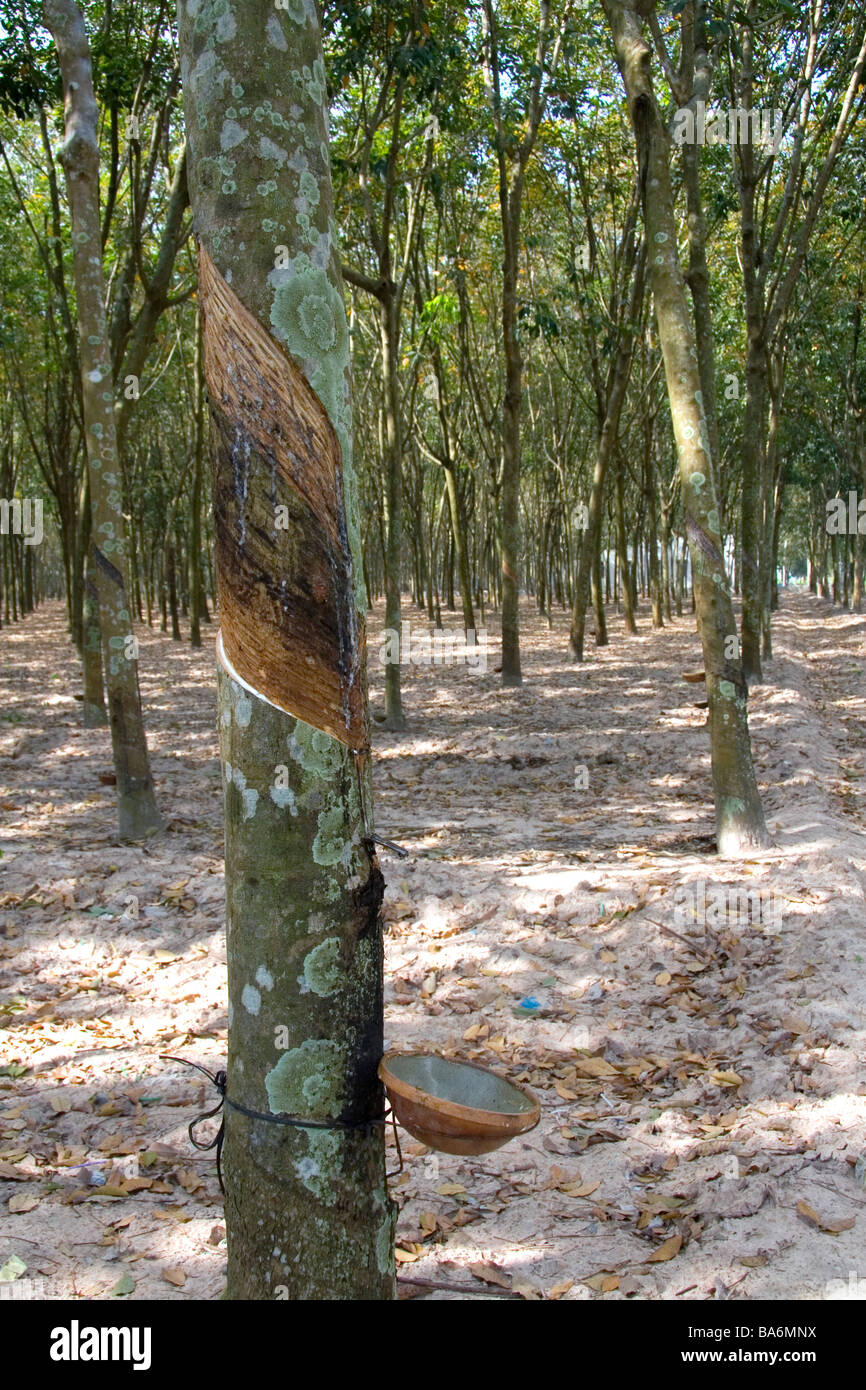 Latex aus einem Gummibaum gesammelt werden, auf einer Plantage in der Nähe von Tay Ninh Vietnam Stockfoto