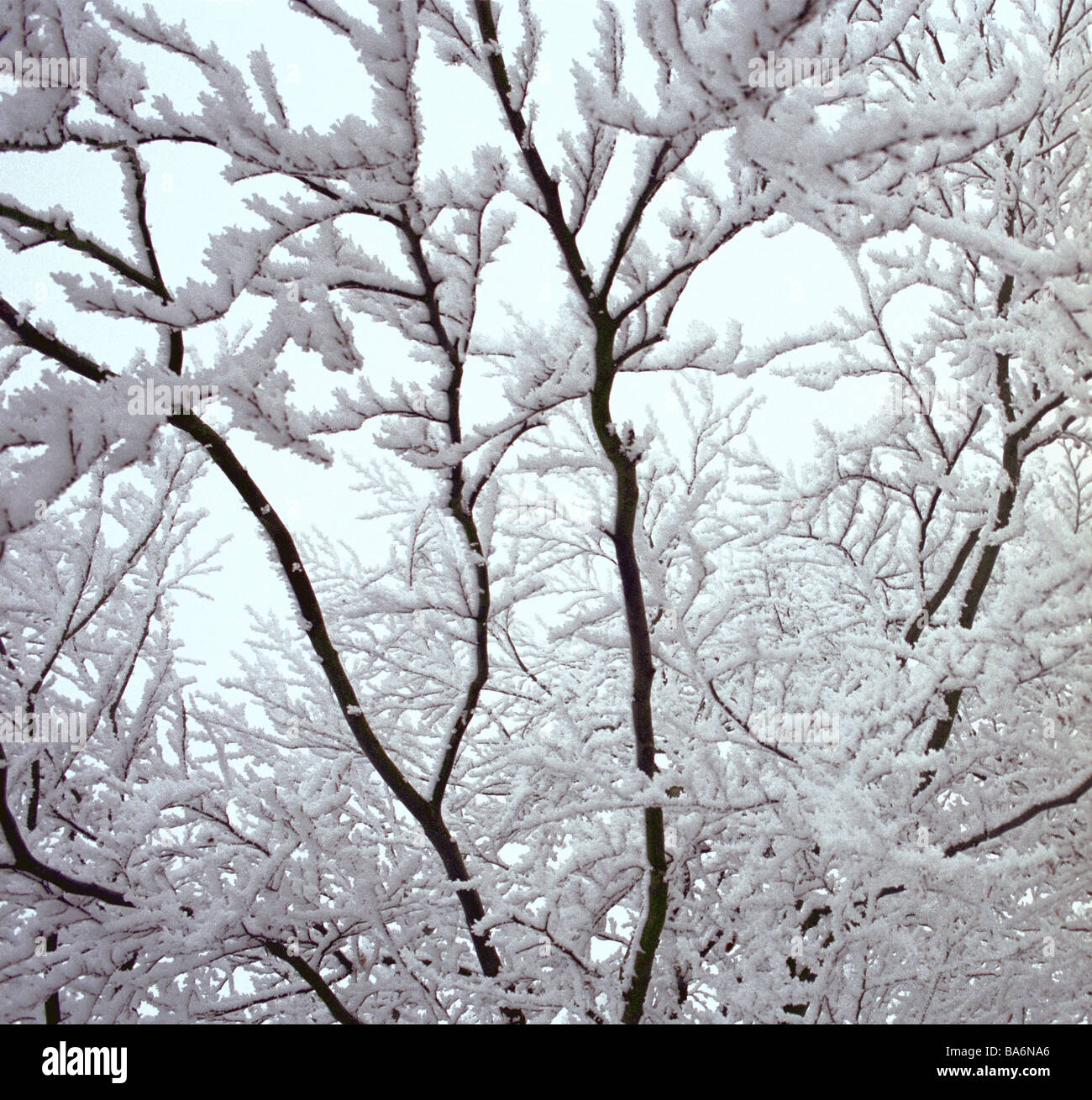 Bäume Sträucher Schnee Detail Serie Pflanzen bekommen im verschneiten ...