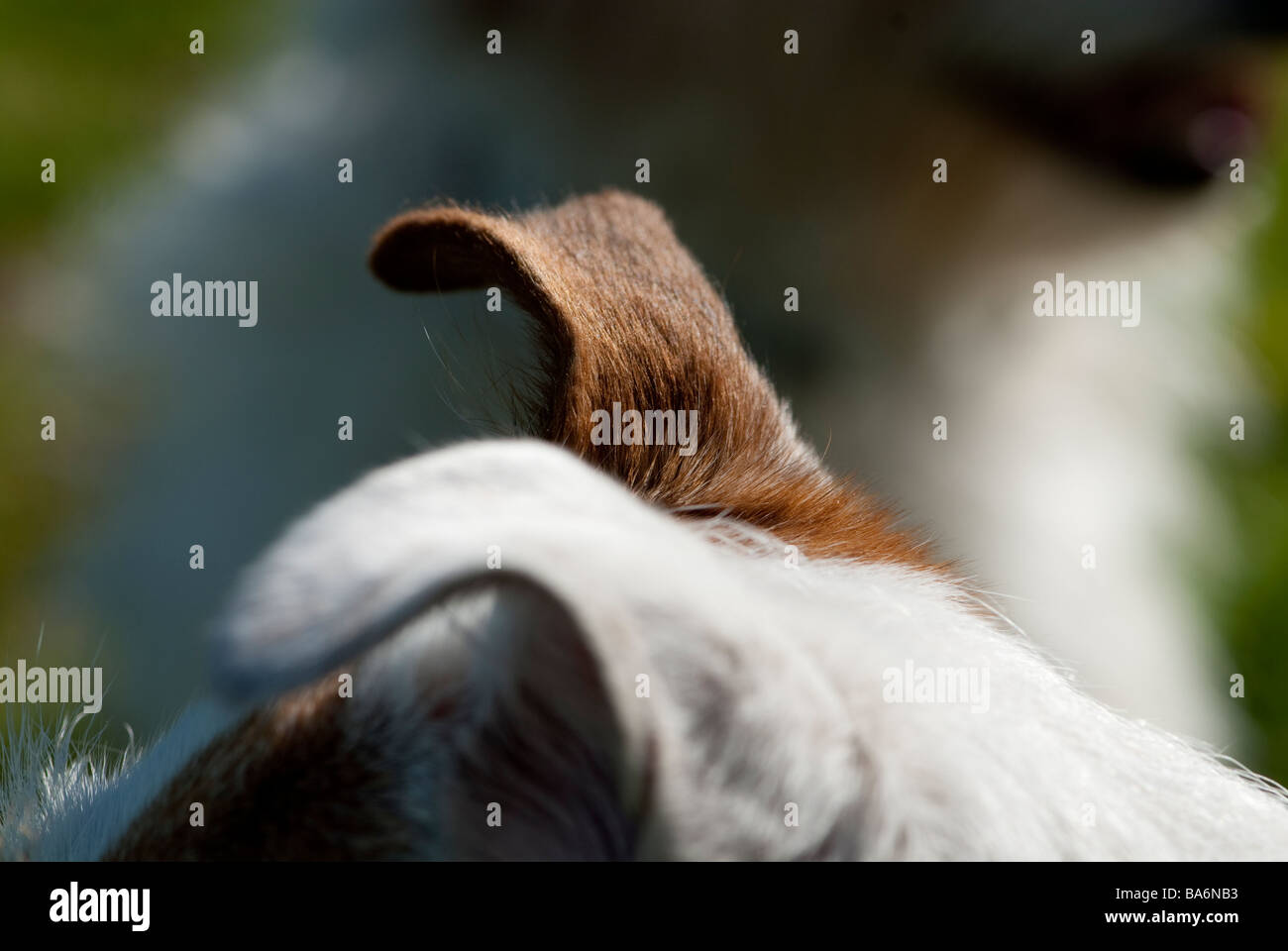 Eine Nahaufnahme von einem Jack Russell Hund die Ohren spitzte die Ohren. Stockfoto