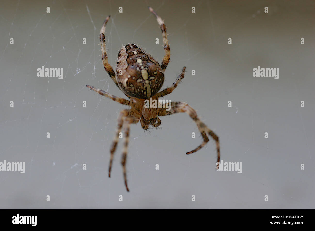 Kreuz-Spinne Araneus Diadematus Unschärfe Natur Tier Spider Arachnid Webspinne Rad-Net-Spinne Araneidae Konzept Angst Ängste Stockfoto