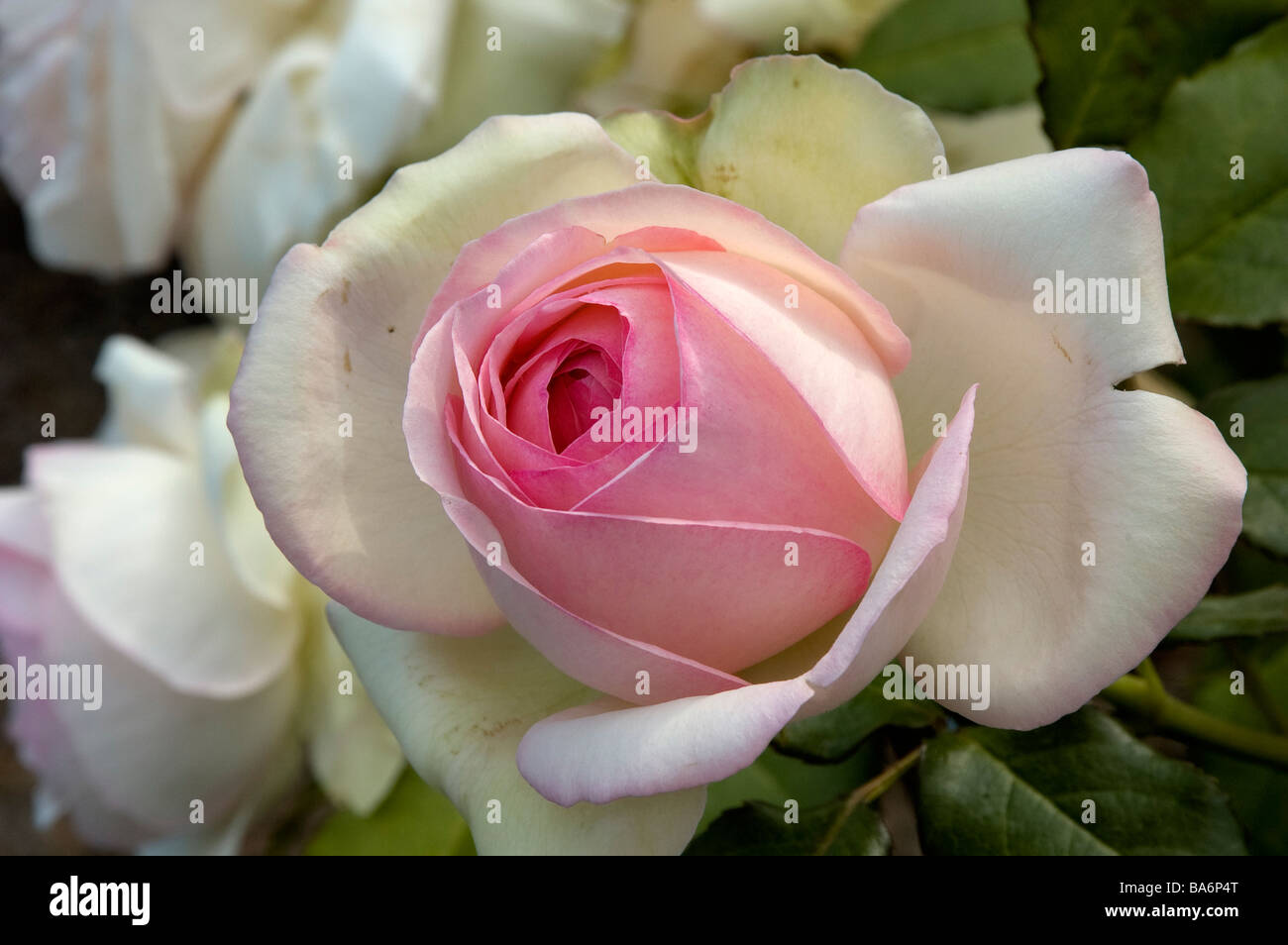 Frankreich, Nahaufnahme einer Rose Stockfoto