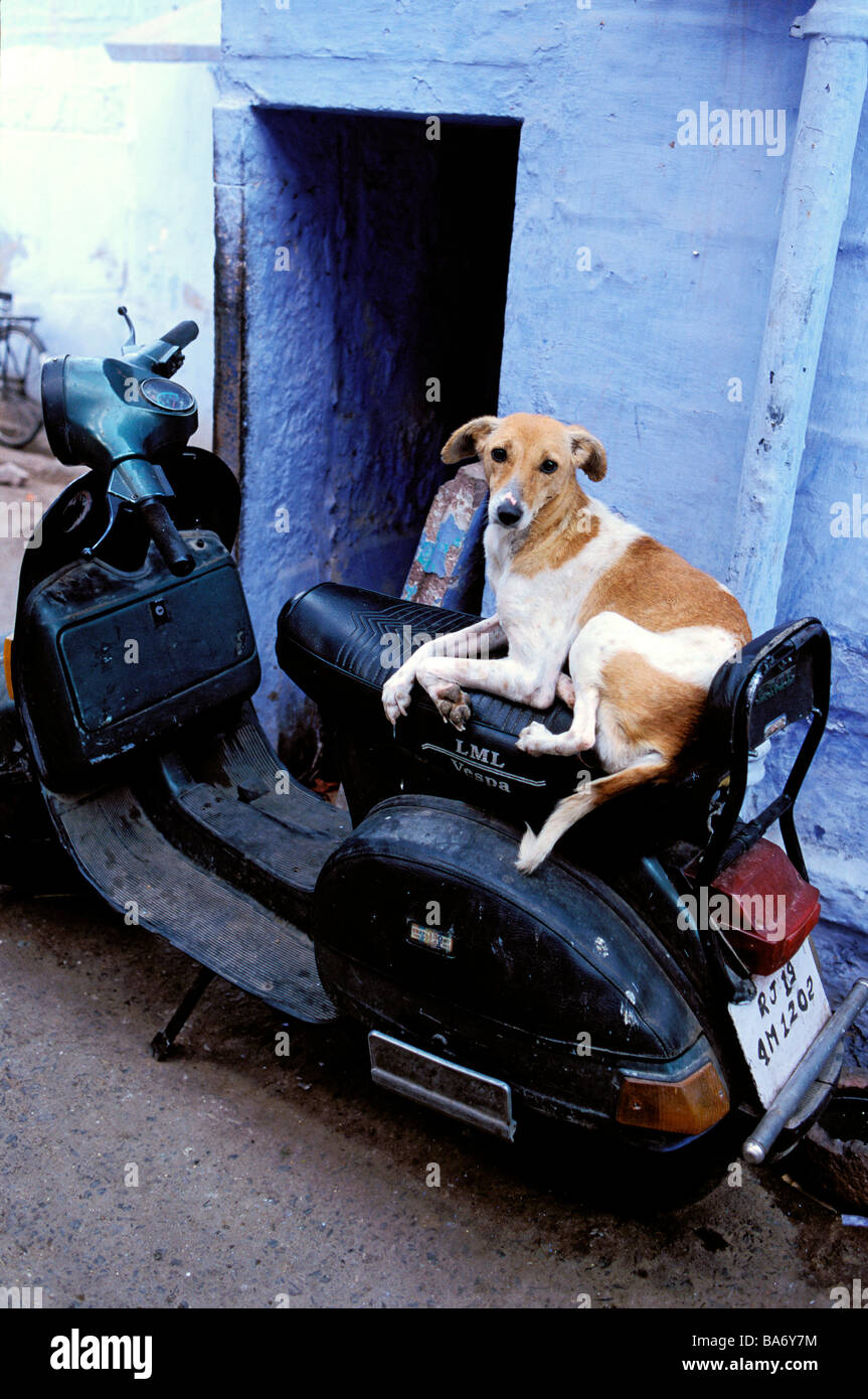 Indien, Rajasthan State, Jodhpur, der blauen Altstadt Hund liegend auf  einem Vespa-Roller Stockfotografie - Alamy