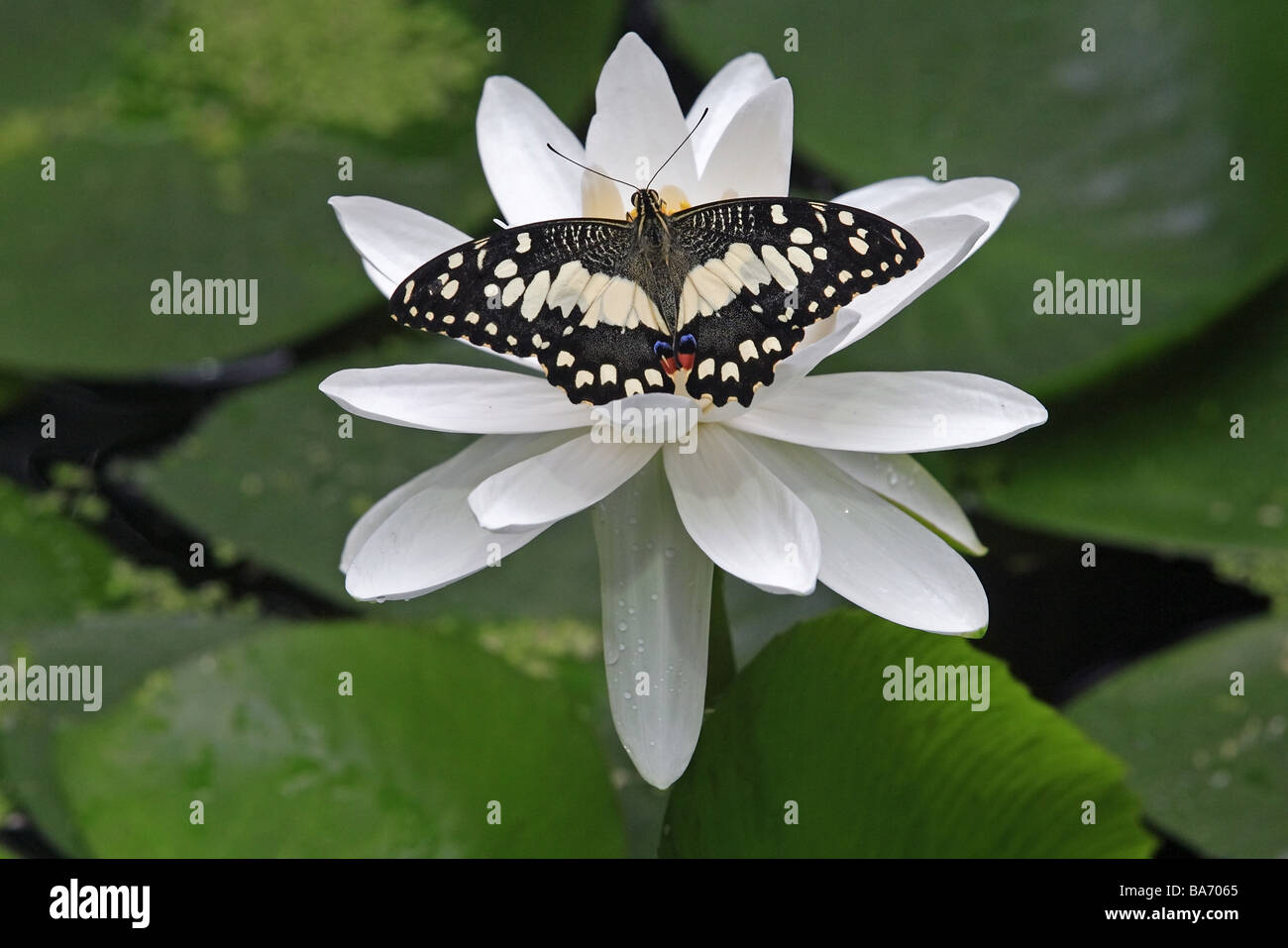 Zitrone-Schwalbenschwanz Papilio Demoleus Malayanus Wasserpflanze Blume Blüte von oben Tiere Insekten Schuppenflügler Schmetterling Stockfoto